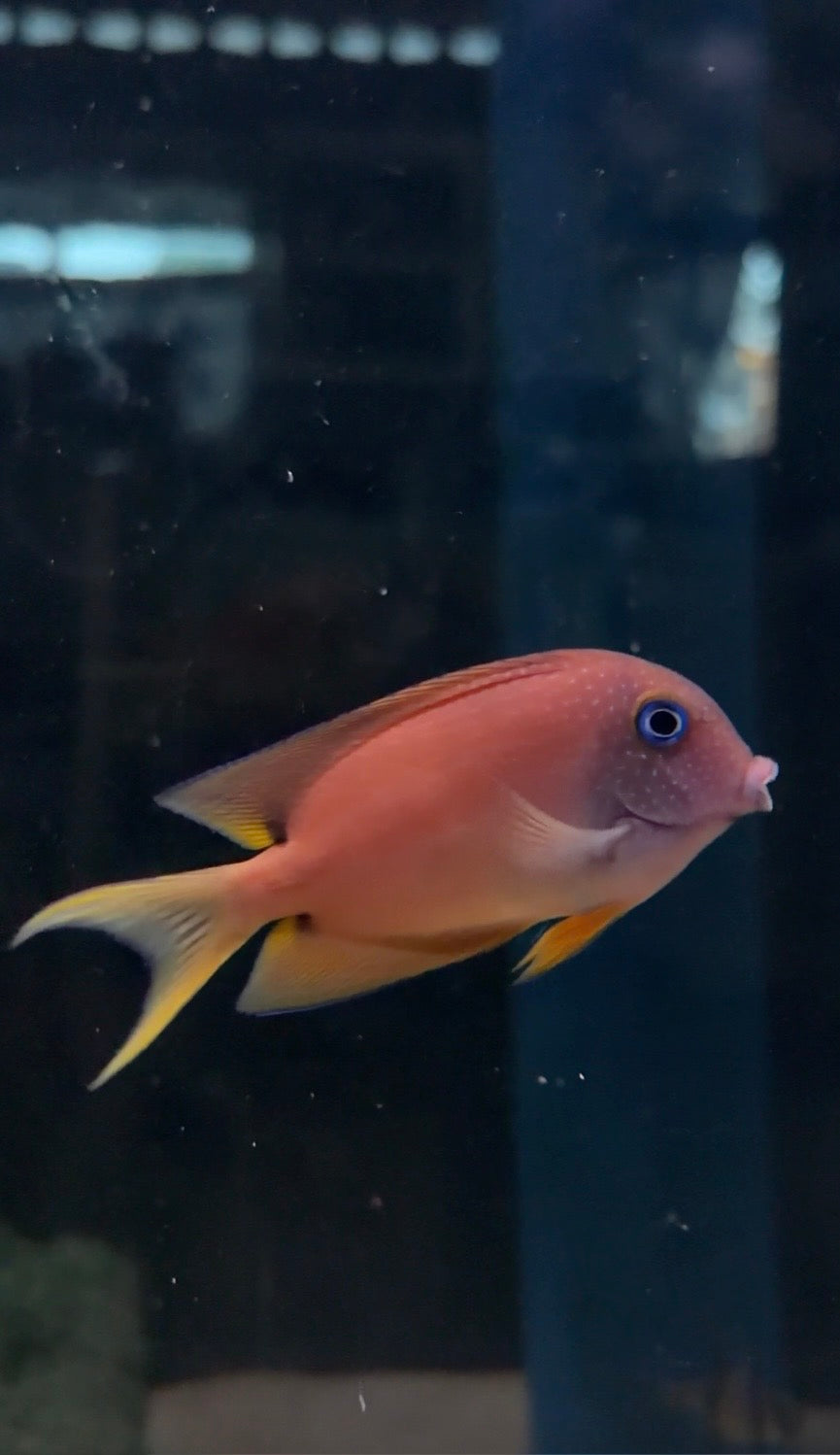 Two Spot Bristle Tooth Tang