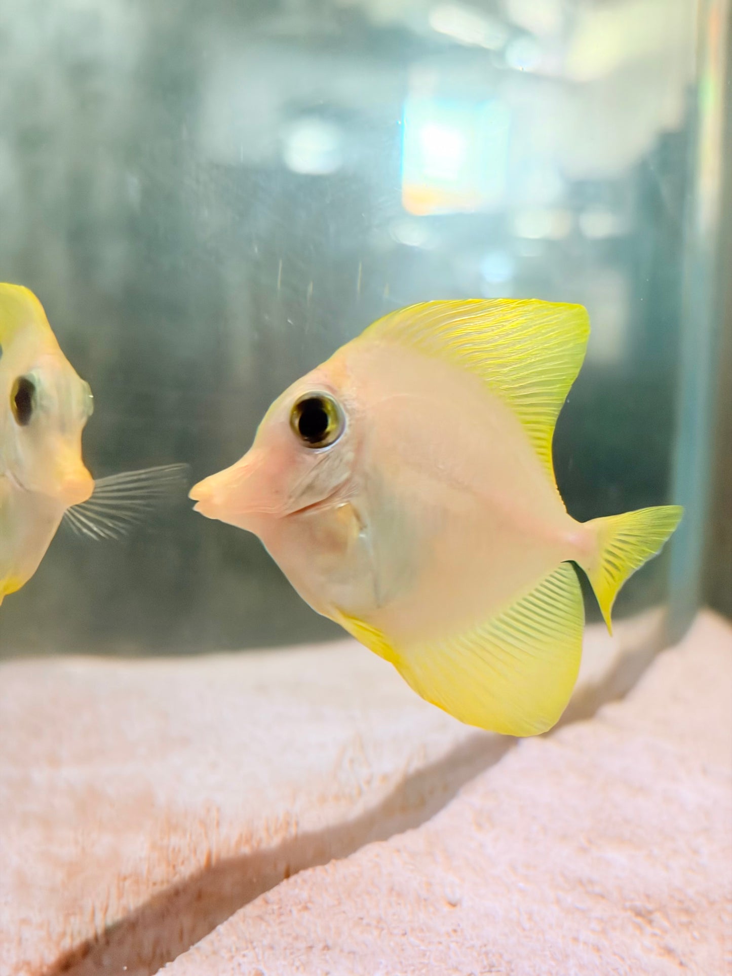 Yellow Tang