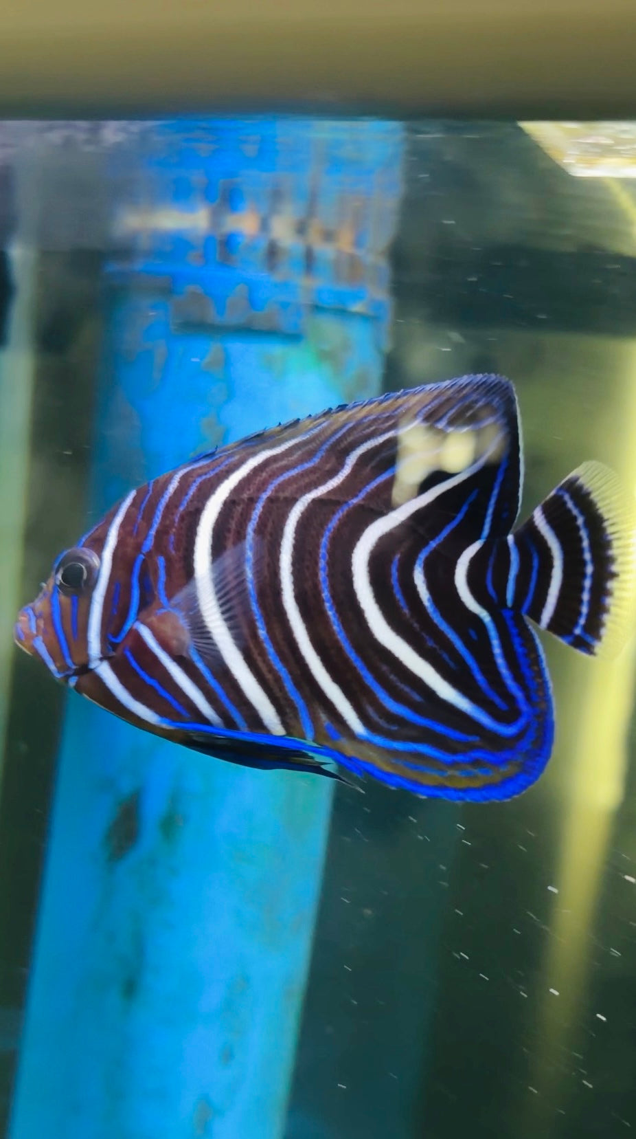 Quoran Angel fish