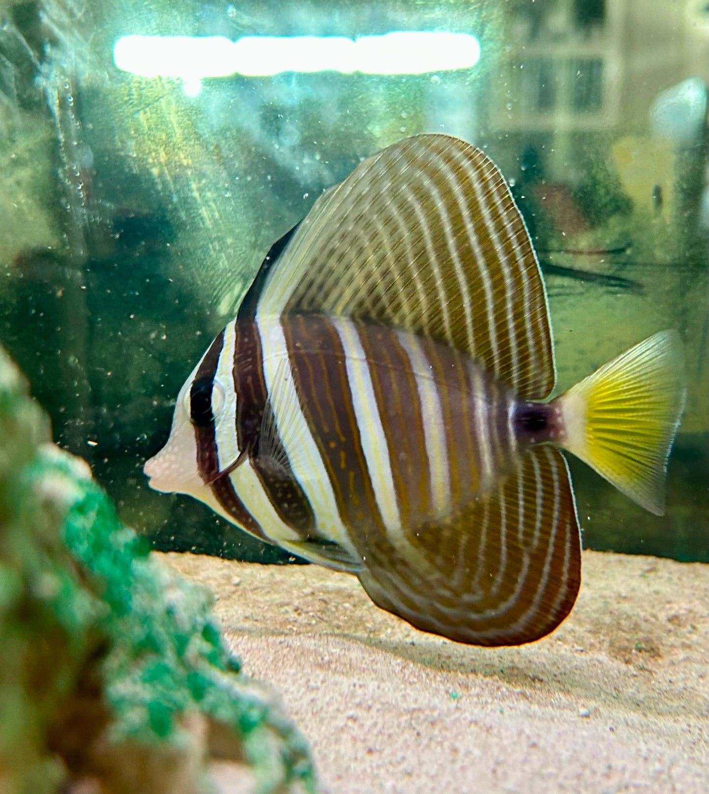 Sail Fin Tang