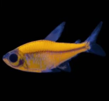 Neon yellow pristella tetra