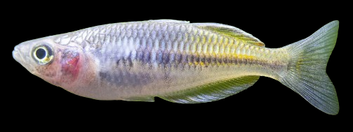 Bosmani Rainbowfish