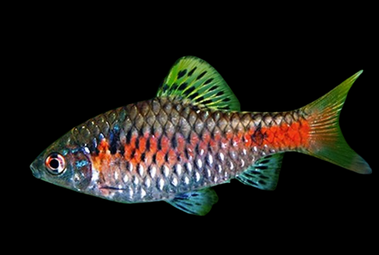 Odessa Barbs