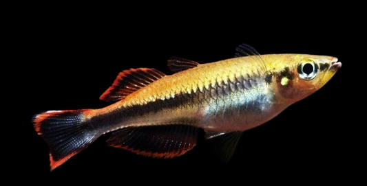 Madagascar Rainbowfish
