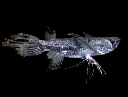 African Butterfly Fish