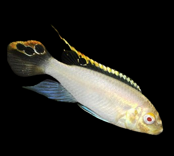 Albino Kribensis