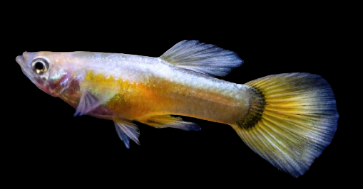 24k  Gold Guppies