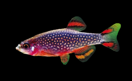 Galaxy Rasbora