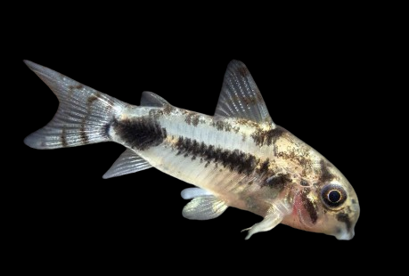 Salt and Pepper Corys