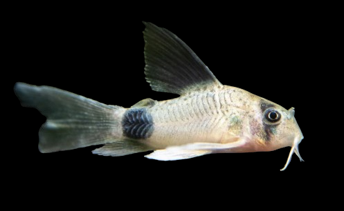 Long Fin Panda Corys