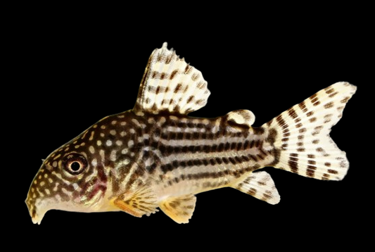 Sterbai Corys