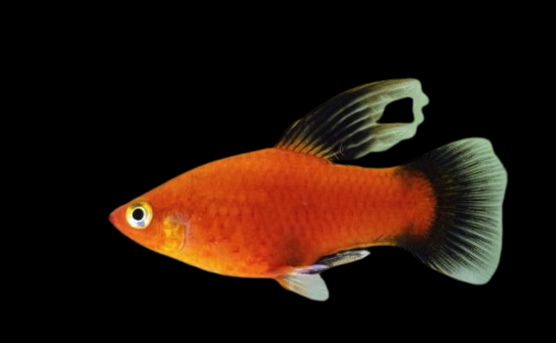 Hi Fin Platy
