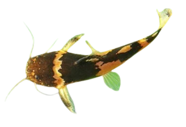 Bumblebee Catfish