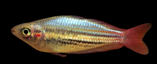 Western Rainbowfish