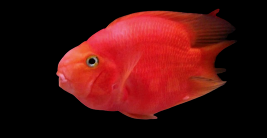 Red Parrot Fish 5-6 inches