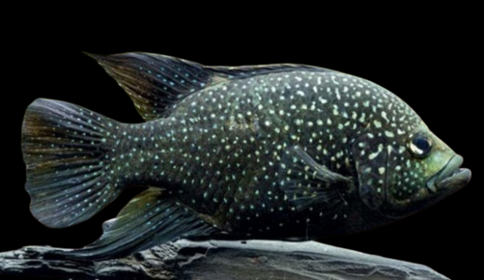 Starry Night Cichlid