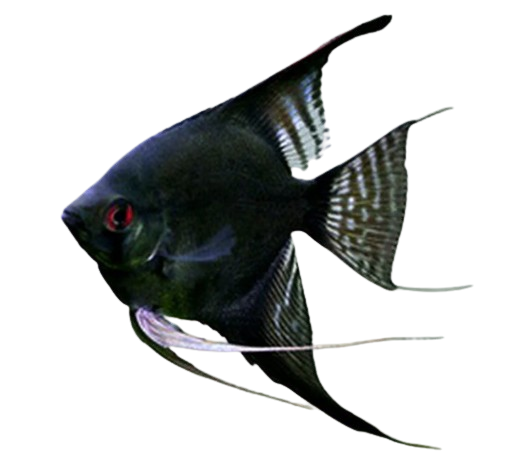 Double Black Angel Fish