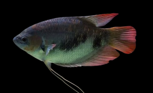 Red Tail Giant Gourami