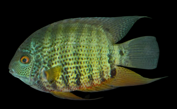 Green Severum