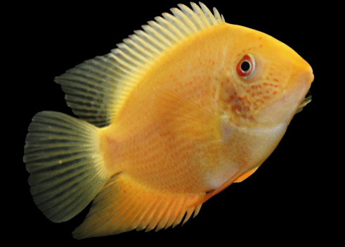 Golden Severum fish