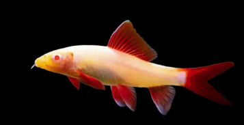 Albino Rainbow Sharks