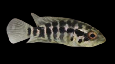 Small Jaguar Cichlids