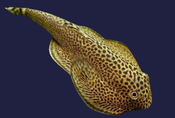 Hillstream Loach