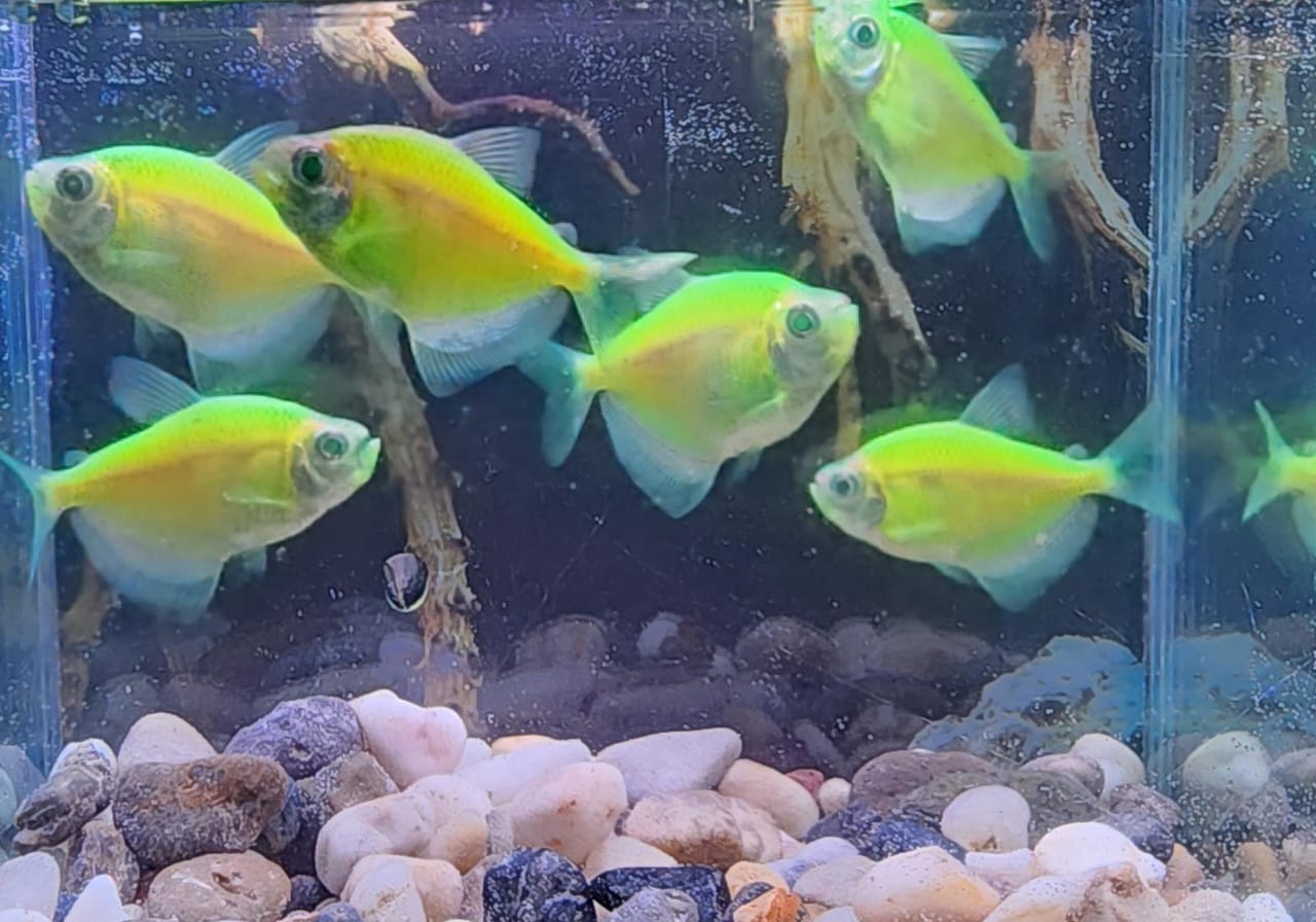 Light Green Glow Tetra