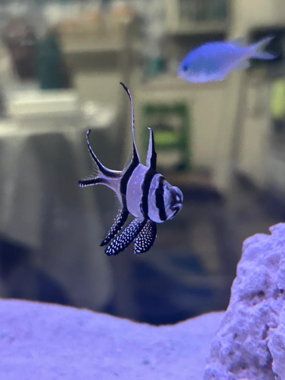 Banggai cardinalfish