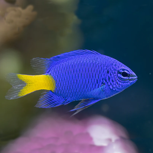 Yellow Tail Damsel