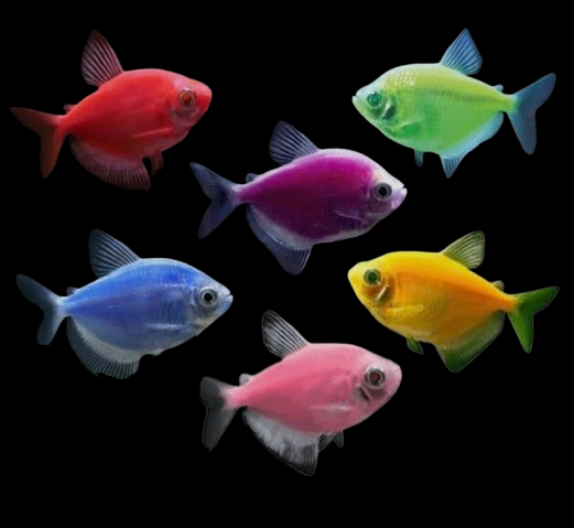 Glow Fish (Neon Widows)