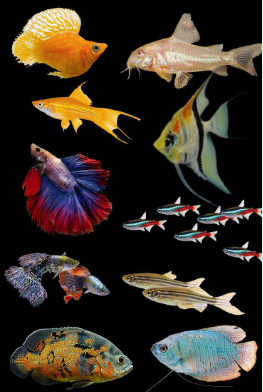 Fishes