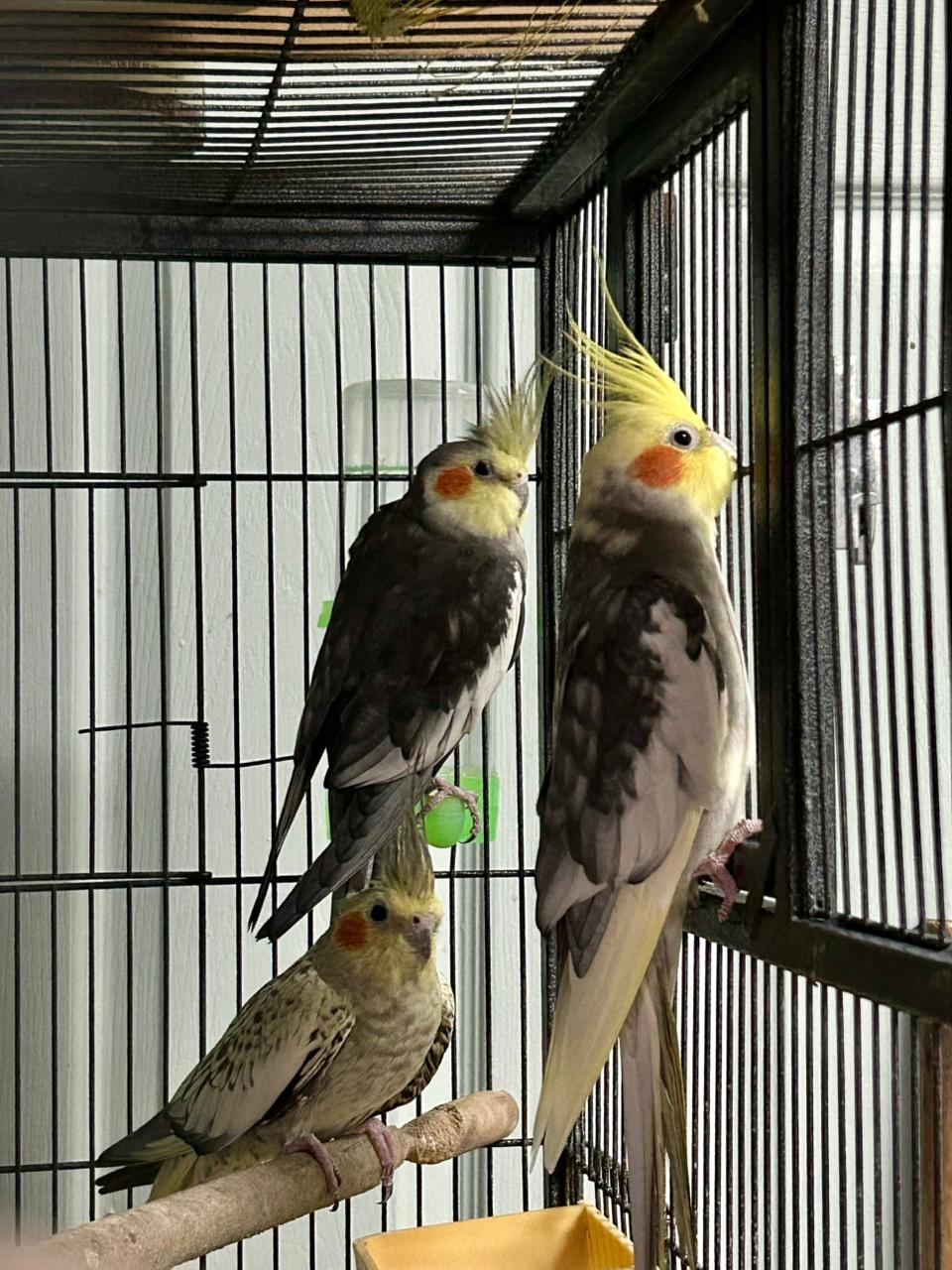 Birds/Parrot Cages, Toys & Accessories