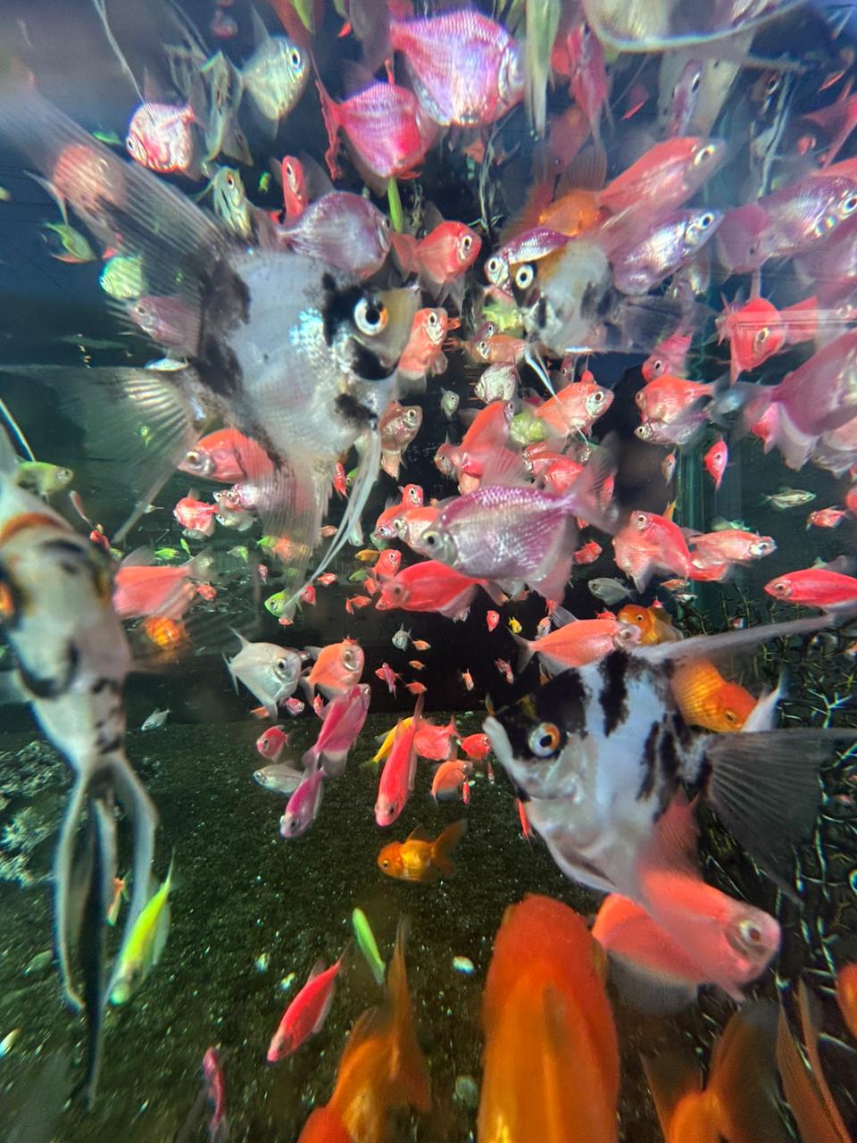 Fishes