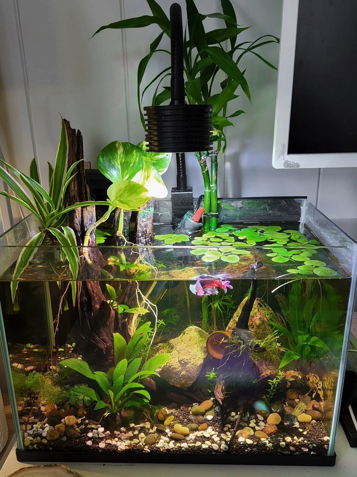 Live Aquatic Plants & Chemicals