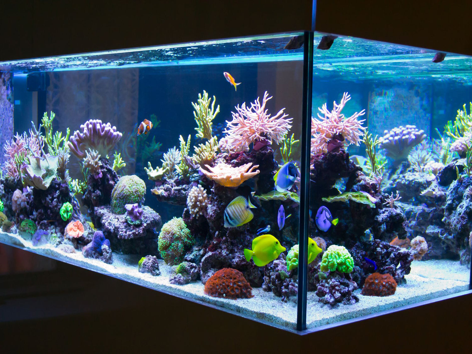 Aquarium and Pond Lighting