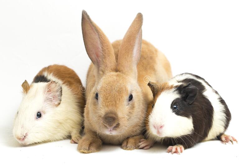 Rabbit, Guinea Pig, Hamster Foods, Accessories and Supplies