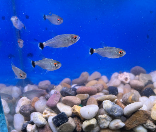 Red Eye Tetra