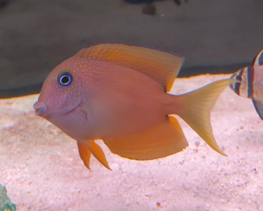 Two Spot Bristle Tooth Tang