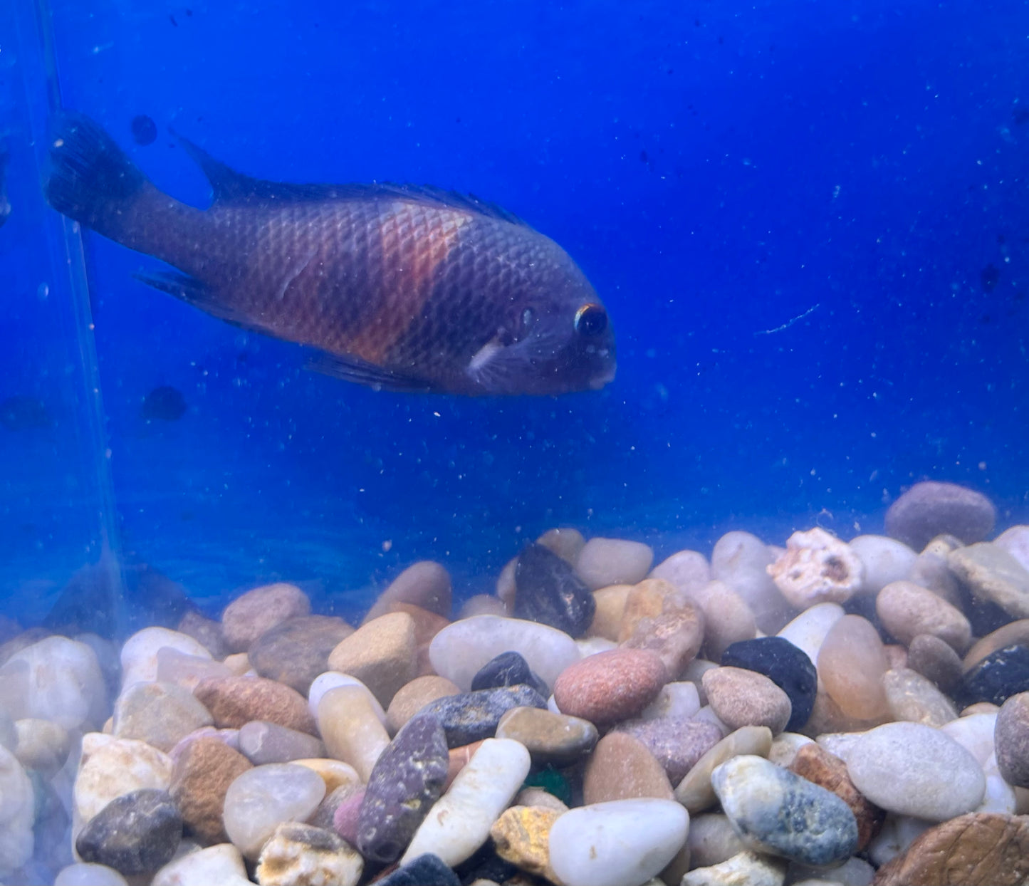 Tropheus Cichlid