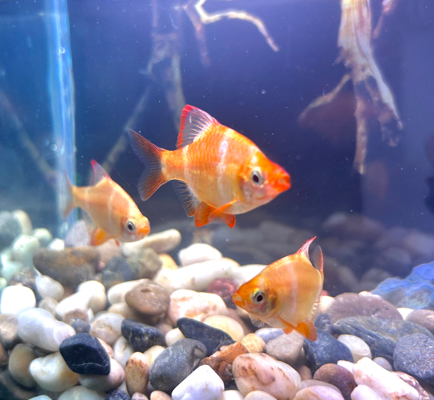 Albino Tiger Barb