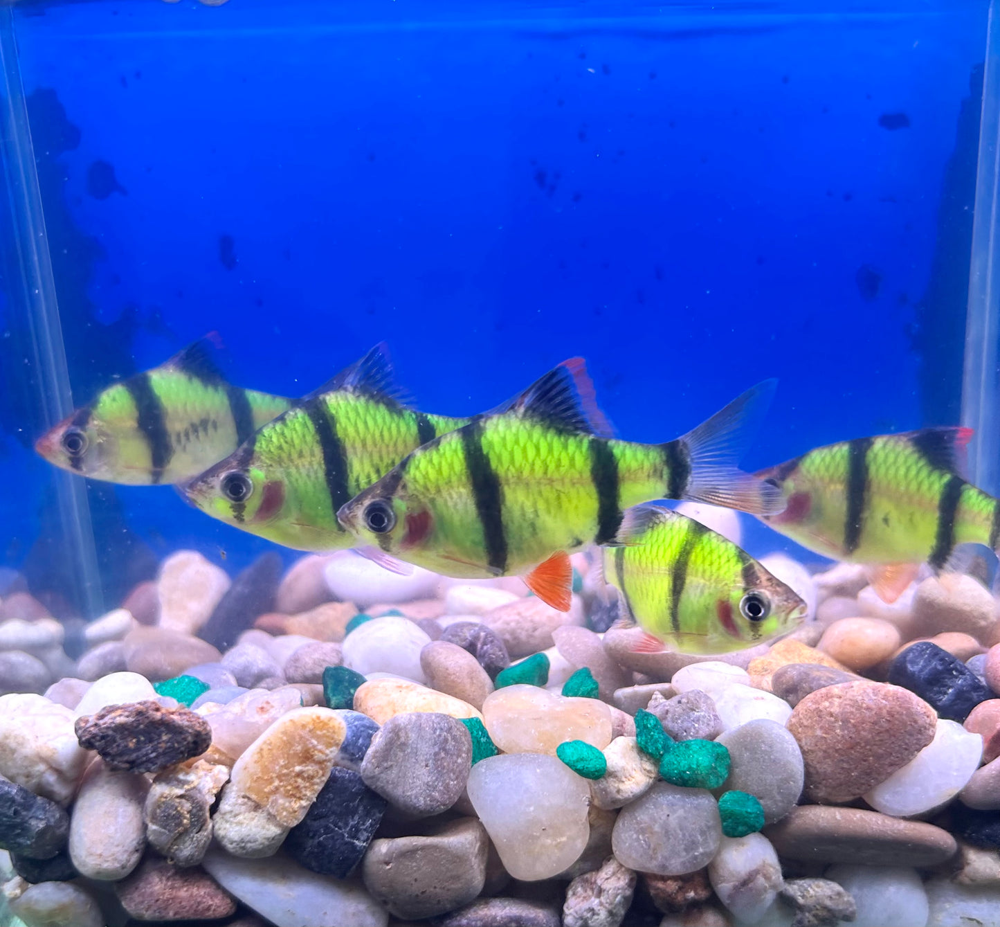 Neon Green Tiger Barb