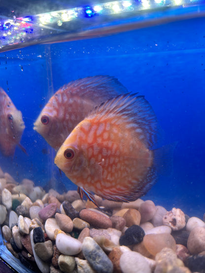 Panda Discus