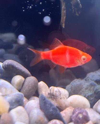 Red Glow Barb