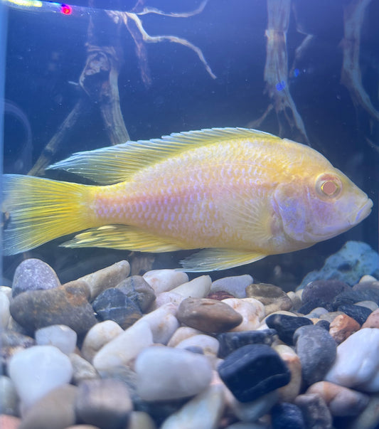 Yellow Albino Peacock Cichlid