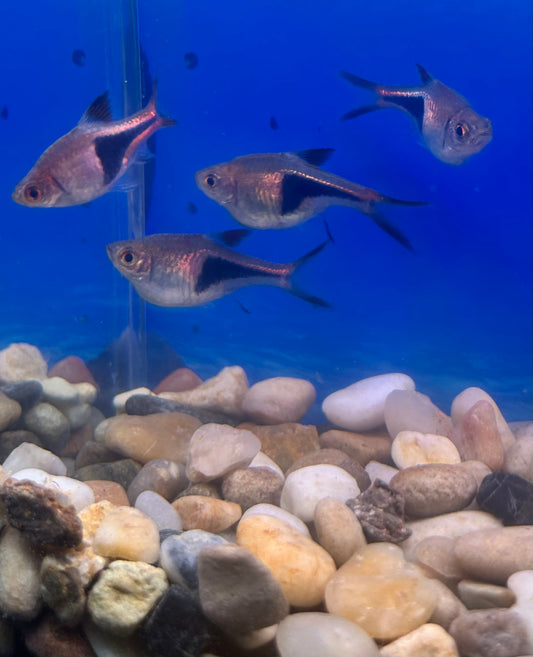 Harlequin Rasbora