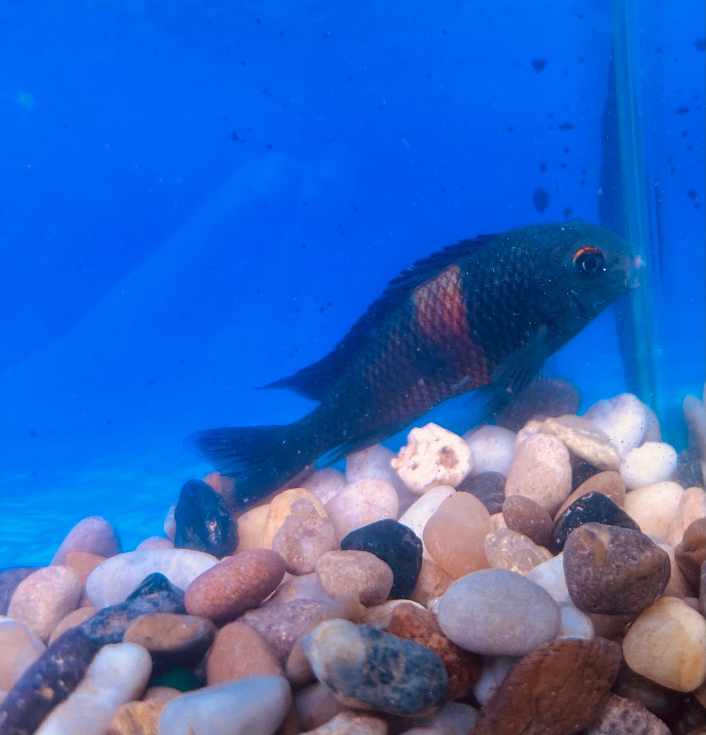 Tropheus Cichlid