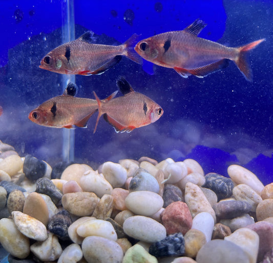 Serpae Tetra