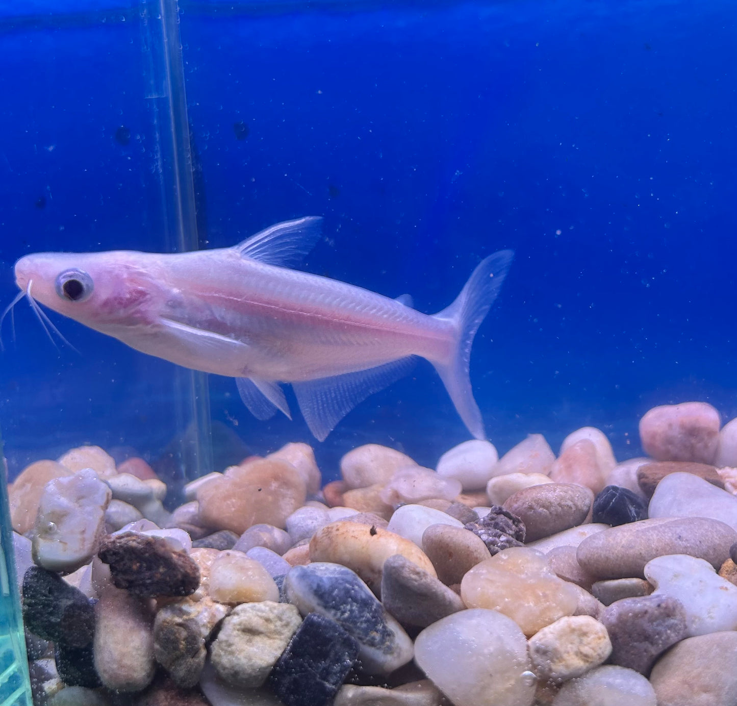 Albino Iridescent Shark