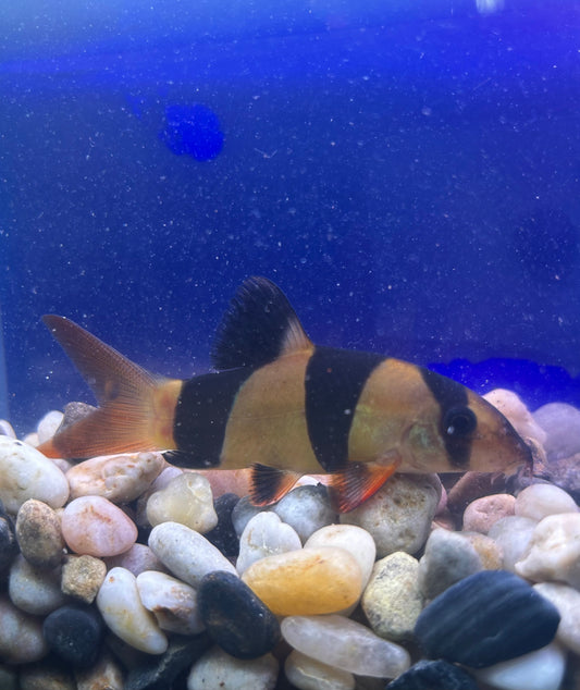 Clown Loach